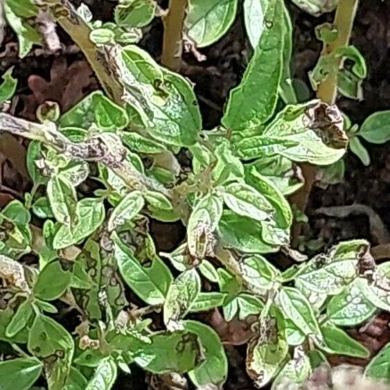 Parietaria officinalis Frunză