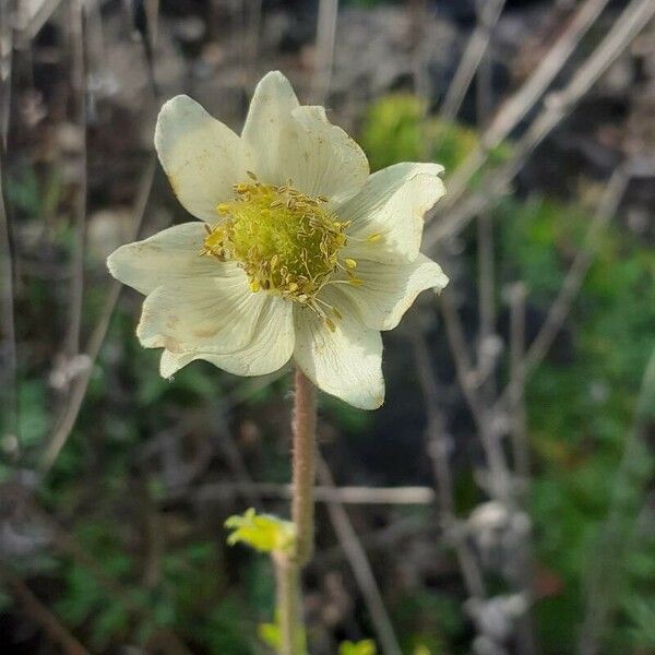 Anemone multifida ফুল