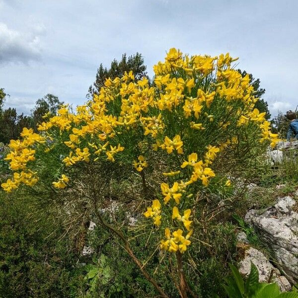 Genista radiata Vekstform