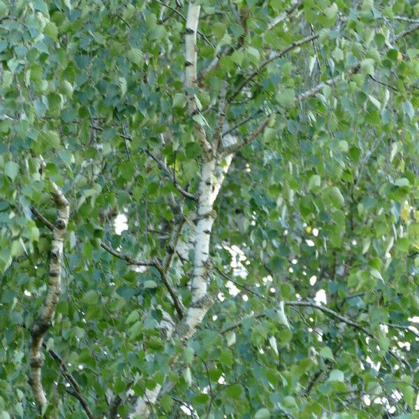 Betula pendula Kora