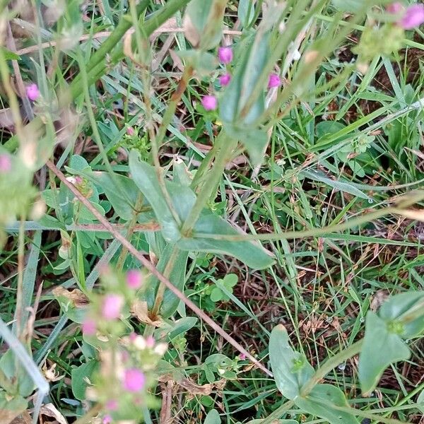 Centaurium erythraea 叶