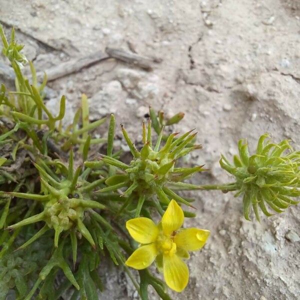 Ranunculus falcatus Flower