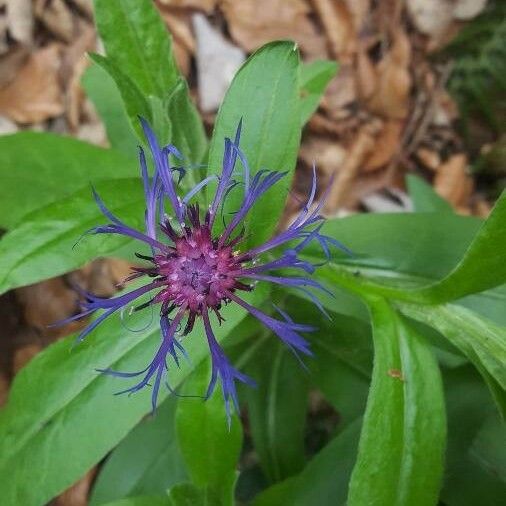 Centaurea montana फूल