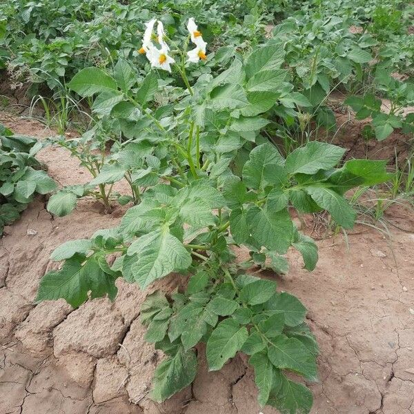 Solanum tuberosum Hábito