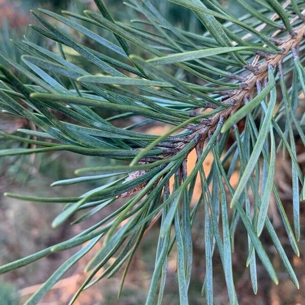 Pinus sylvestris Leaf