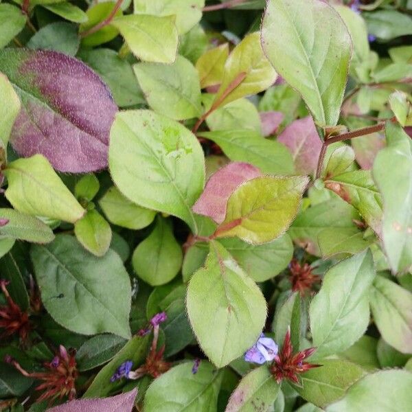 Ceratostigma plumbaginoides Foglia