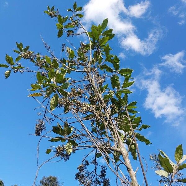 Maesa lanceolata Staniste