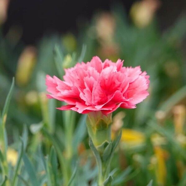 Dianthus caryophyllus Flower