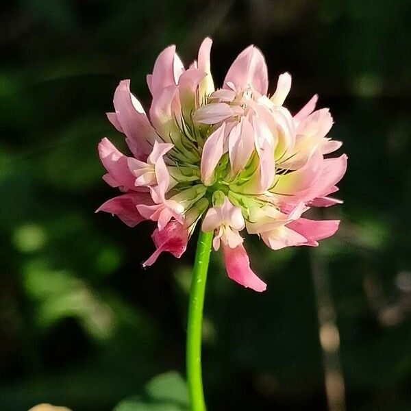 Trifolium hybridum Lorea