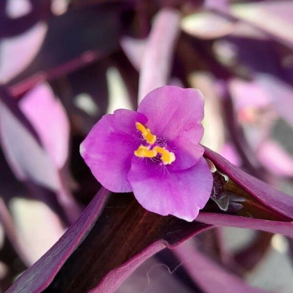 Tradescantia pallida Blomst