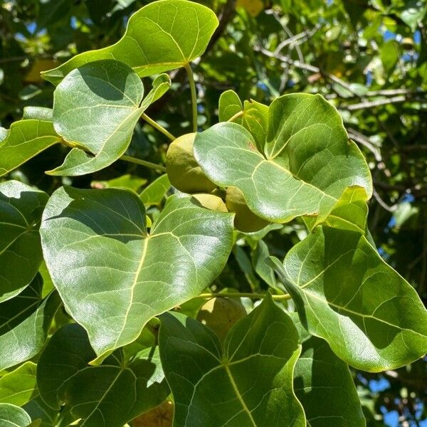 Thespesia populnea Leaf