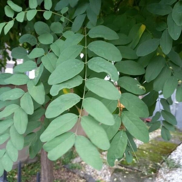 Robinia pseudoacacia List