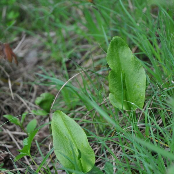 Ophioglossum vulgatum Hostoa