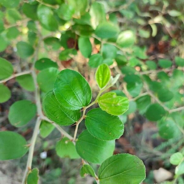 Ziziphus mauritiana Лист