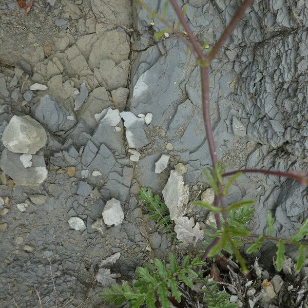 Erucastrum nasturtiifolium Kora