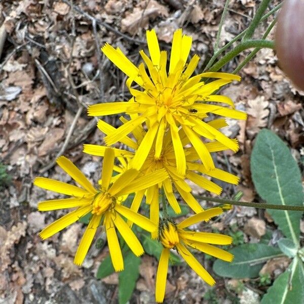 Hieracium lachenalii Bloem