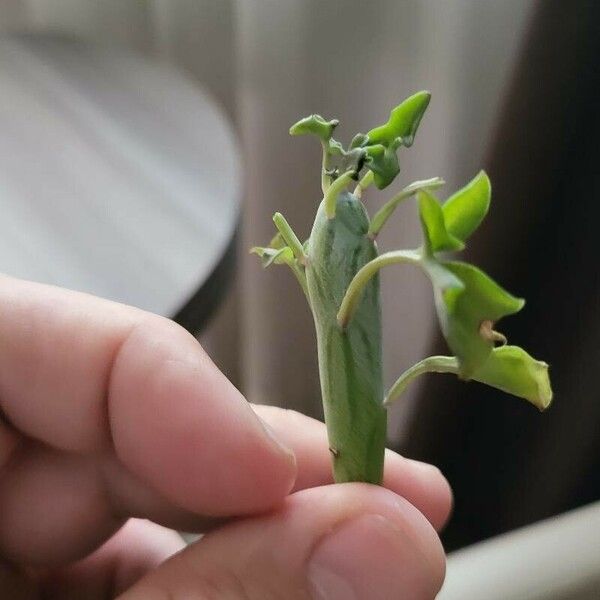 Baculellum articulatum Folha