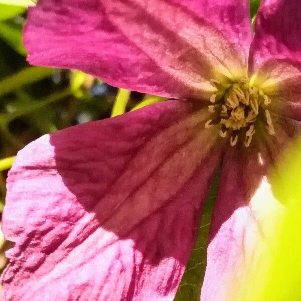 Clematis viticella Цвят