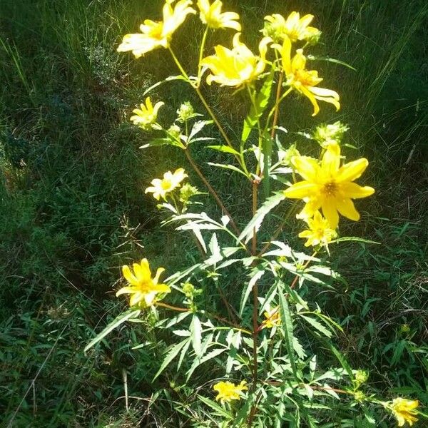 Bidens aristosa Õis