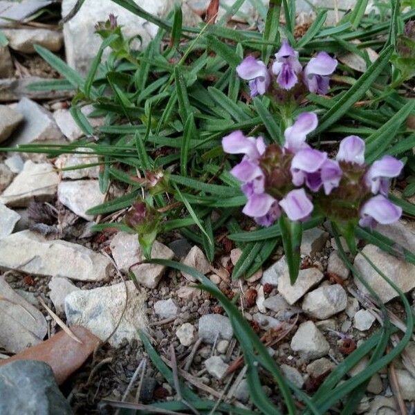 Prunella hyssopifolia Celota