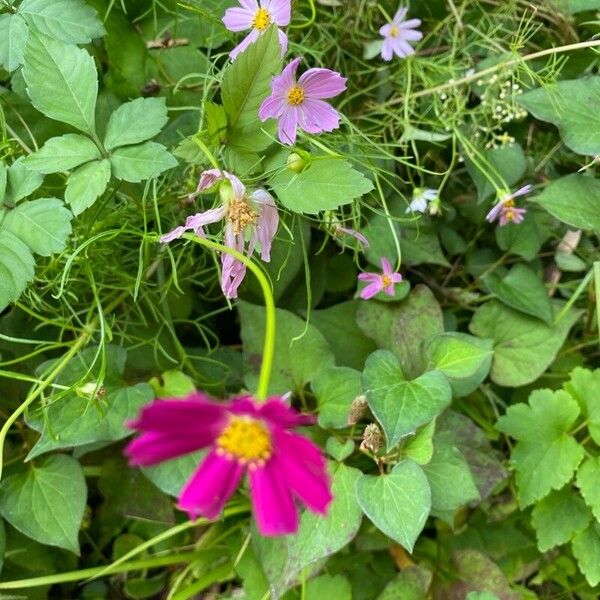 Cosmos caudatus Floare