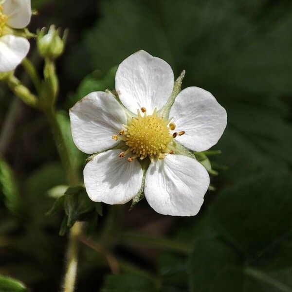 Fragaria × ananassa Flower