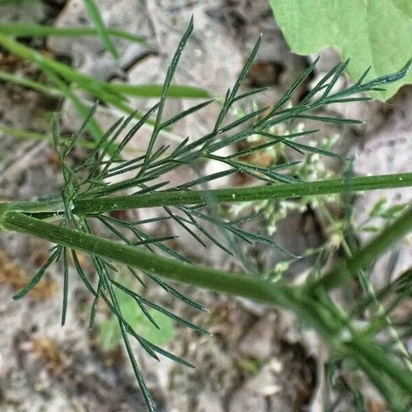 Conopodium majus Leaf