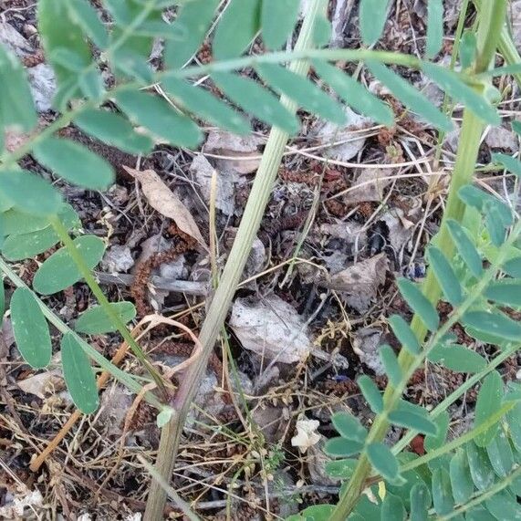 Coronilla varia Кветка