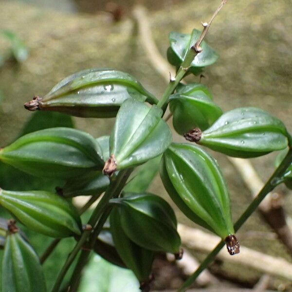 Eulophia maculata Hedelmä