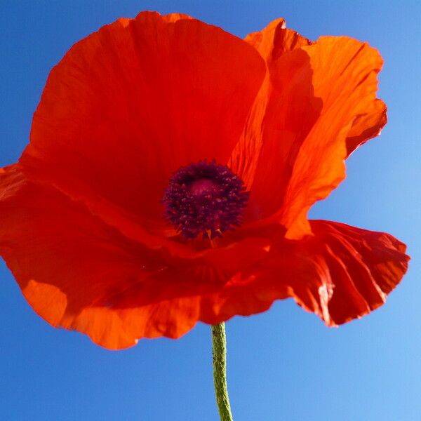 Papaver orientale Lorea