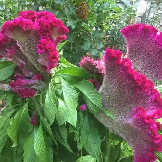 Celosia argentea Habit