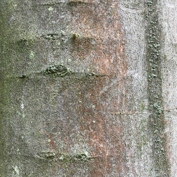 Fagus sylvatica Bark