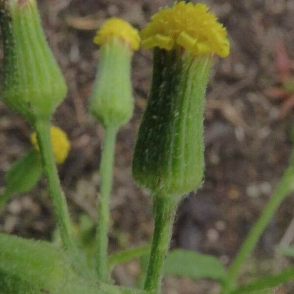 Senecio sylvaticus Flor