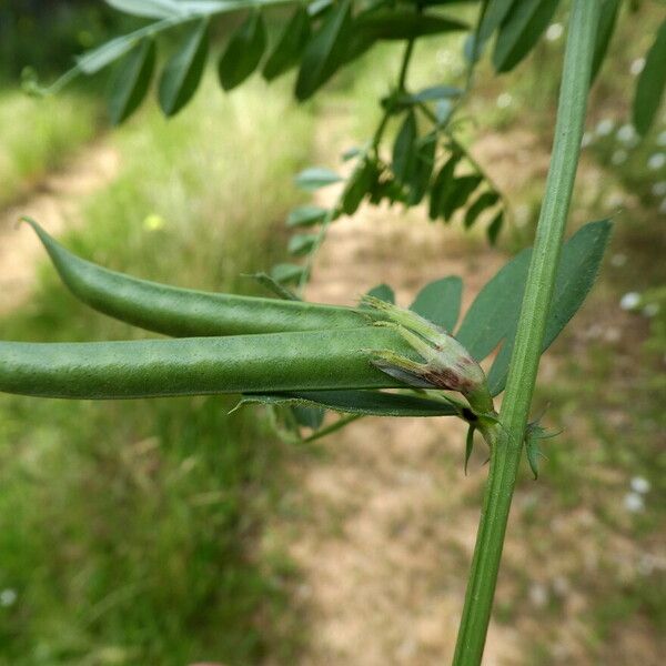 Vicia sativa Frugt