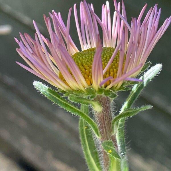 Erigeron speciosus Blodyn