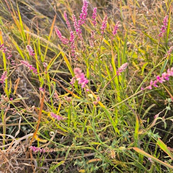 Digera muricata Blomma