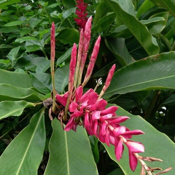 Alpinia purpurata Flor