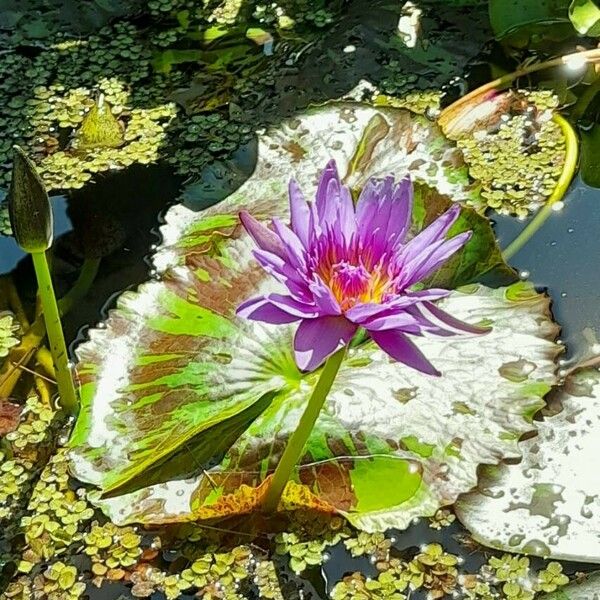 Nymphaea nouchali 花