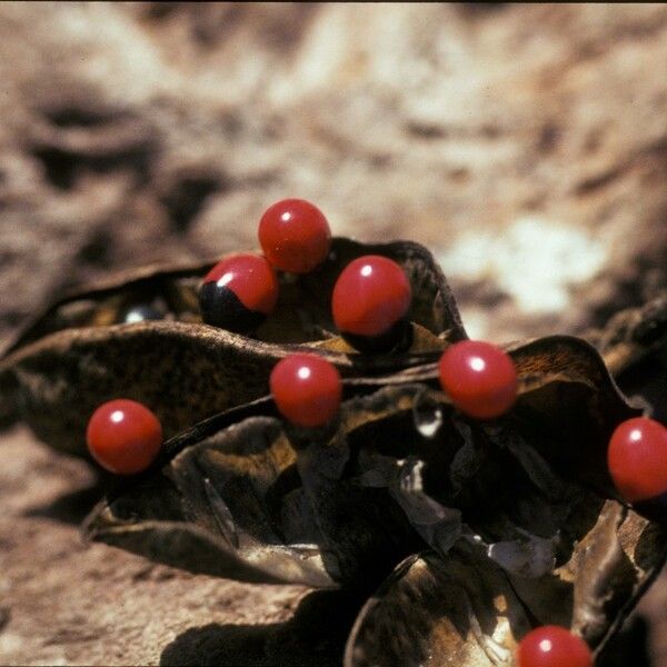 Abrus precatorius Fruit