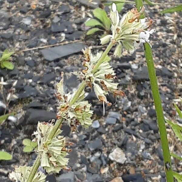 Salvia verticillata Фрукт