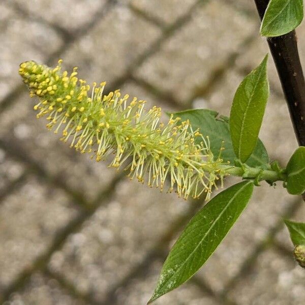 Salix triandra Floare