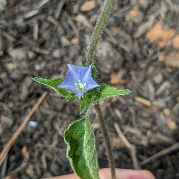 Jacquemontia tamnifolia Blomma