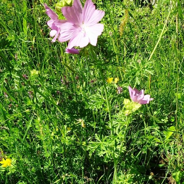 Malva moschata Habitus