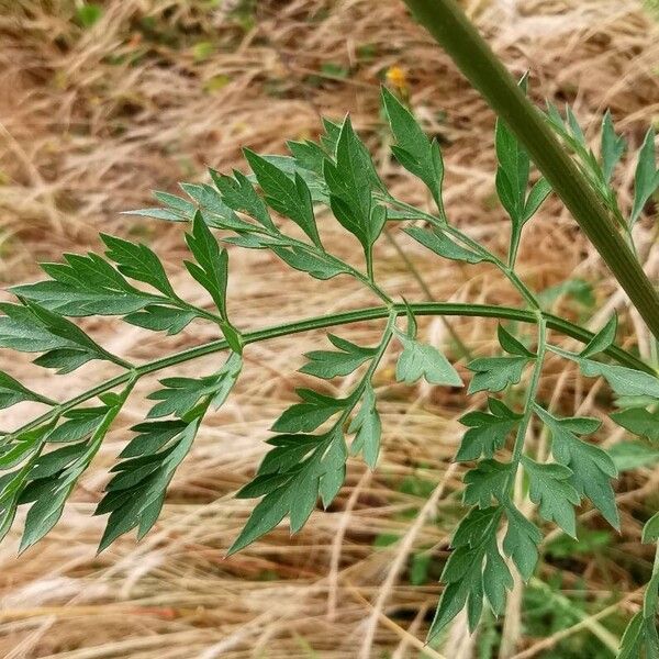 Daucus carota Blad