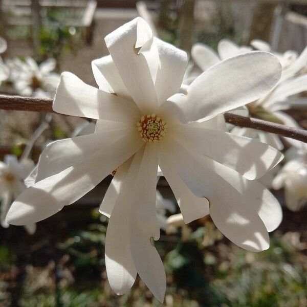 Magnolia stellata Квітка