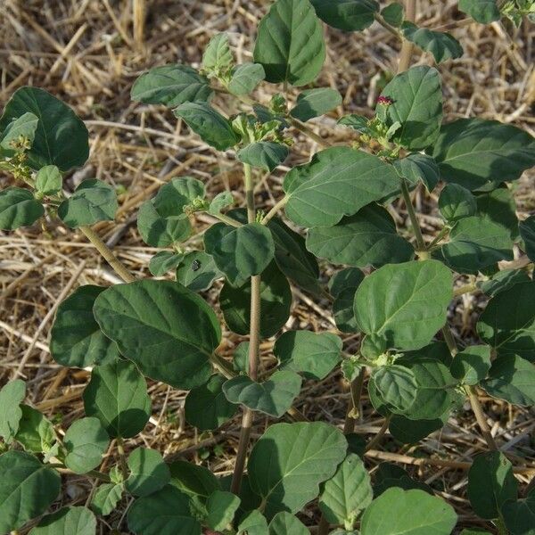 Boerhavia repens Outro