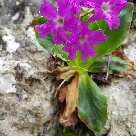 Primula spectabilis Kvet