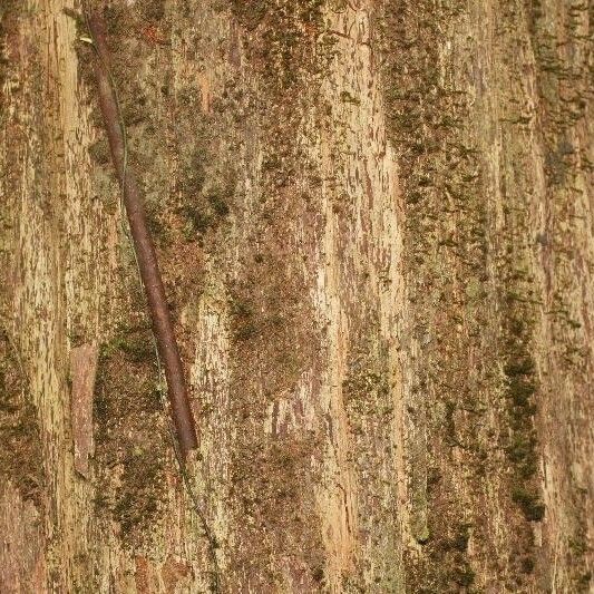 Mouriri crassifolia Bark