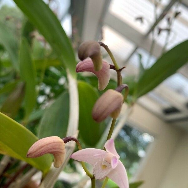 Dendrobium kingianum Flower