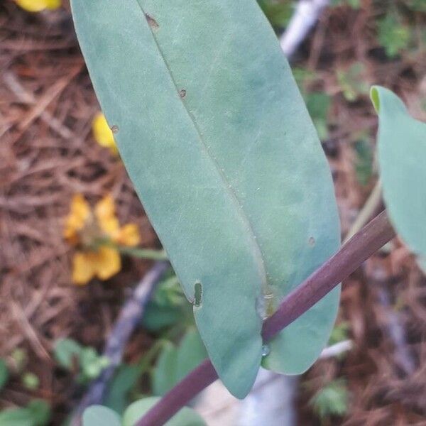 Cerinthe glabra Blatt